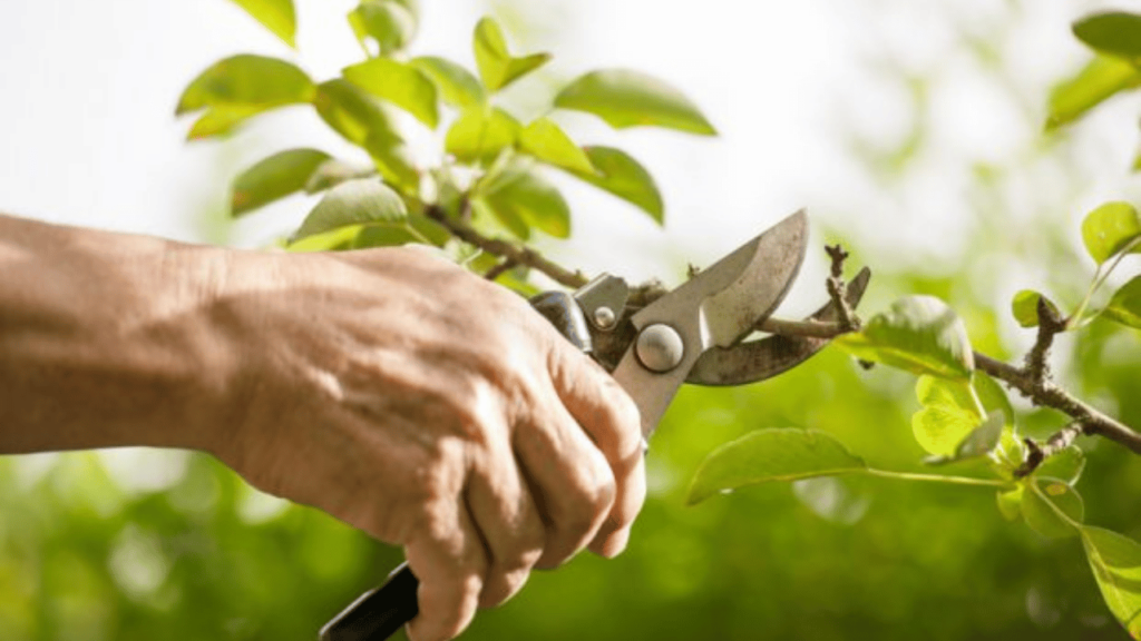 Tree Pruning